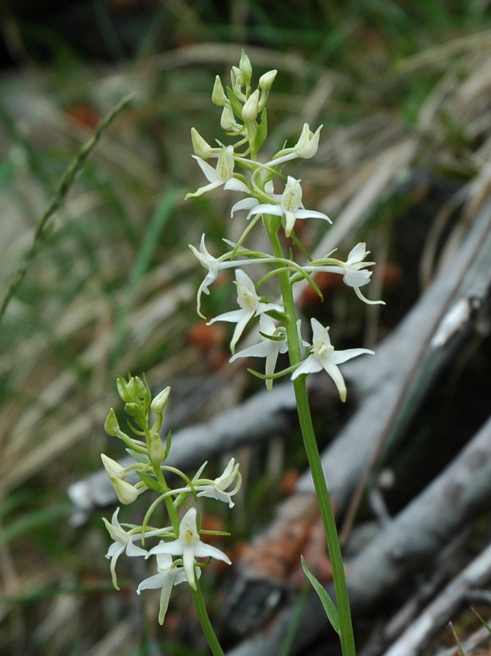 Platanthera chloranta o bifolia?